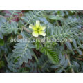 Tribulus Terrestris Extracto natural de calidad superior 40% Protodioscina